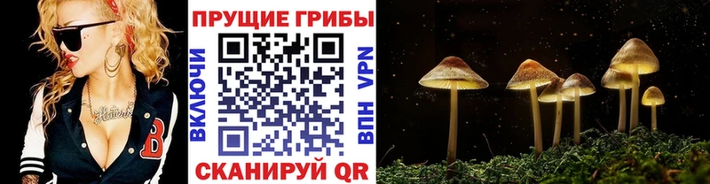 это телеграм  сколько стоит  Инза  Галлюциногенные грибы Psilocybe 